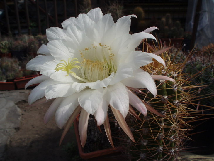 Trichocereus candicans