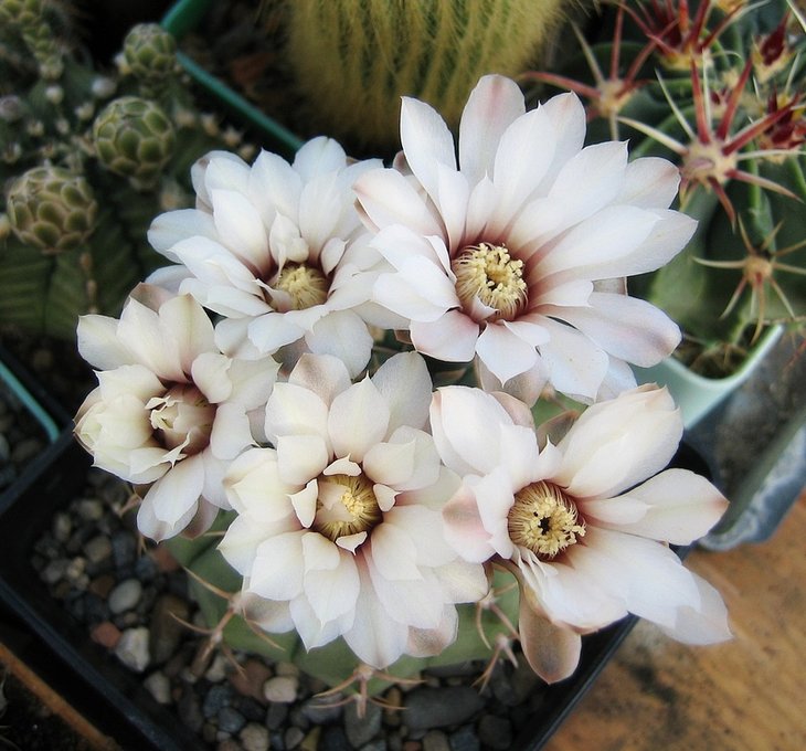 Gymnocalycium vatteri