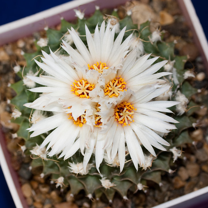 Obregonia denegrii