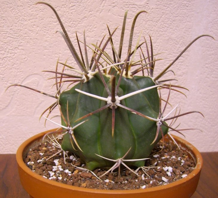 Ferocactus santa-maria?