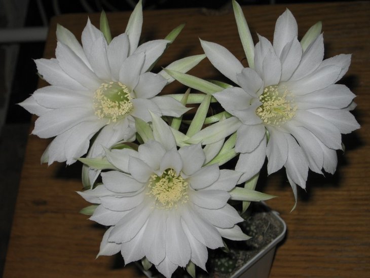 Echinopsis subdenudata