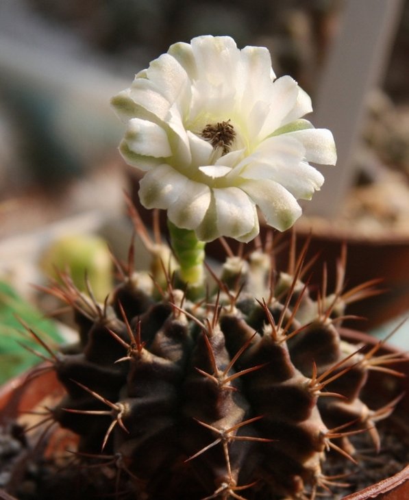 Gymnocalycium mihanovichii var. filadelfiense