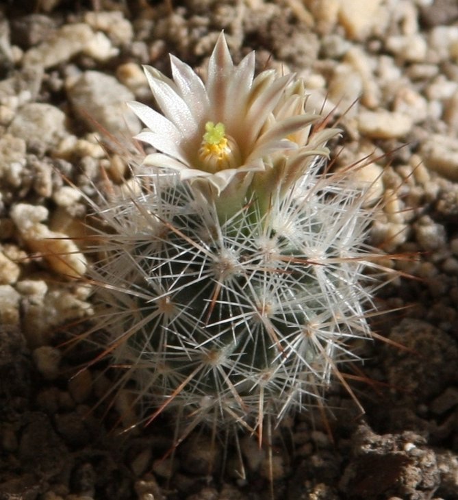 Escobaria bella