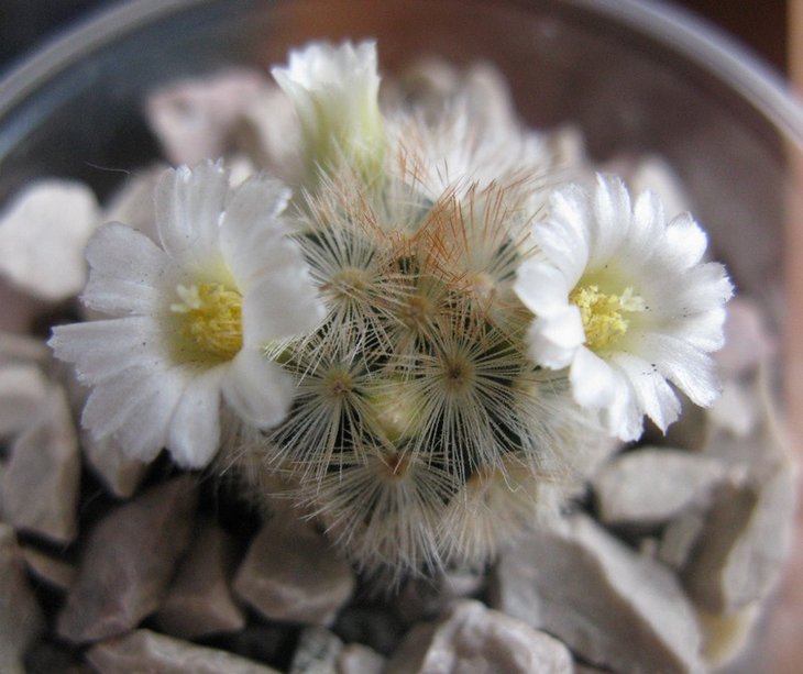 Мammillaria carmenae