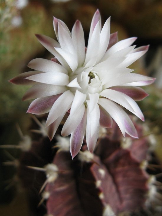 Gymnocalycium friederichii