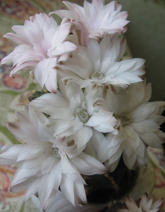 Gymnocalycium anisitsii