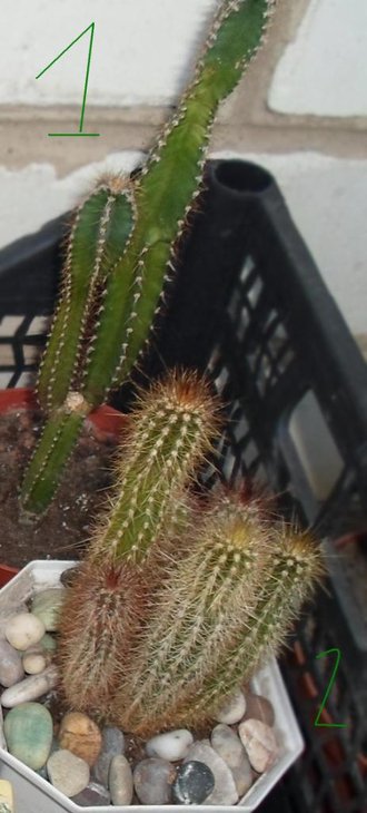 1. ?<br />2. Pilosocereus fulvilanatus?