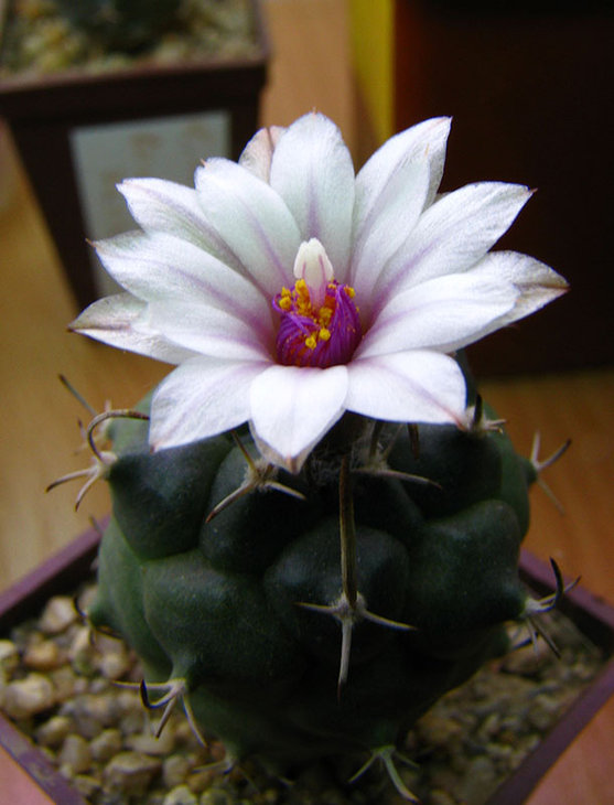 Turbinicarpus bonatzii small.jpg