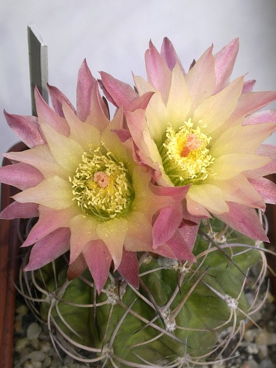 Pyrrhocactus sp. Pichidangui