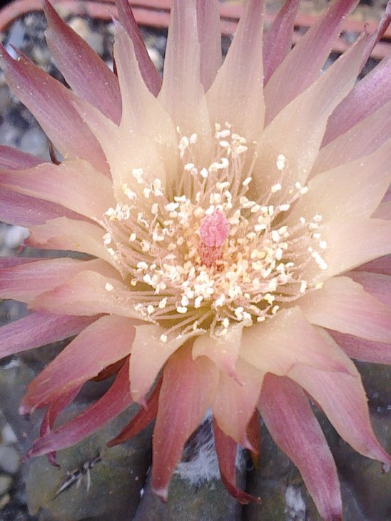 Neochilenia occulta