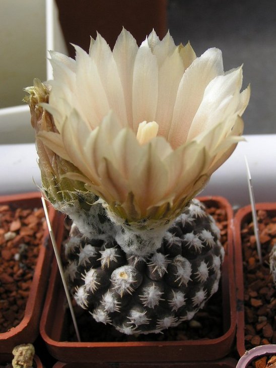 Eriosyce (Thelocephala) krausii