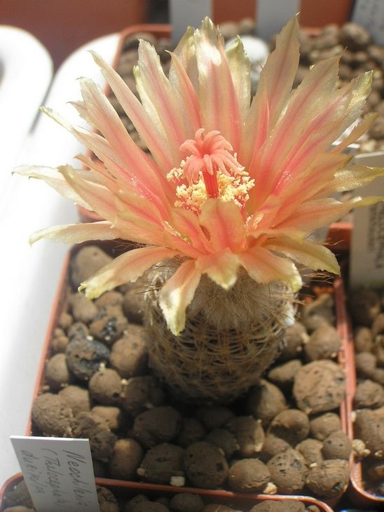 Eriosyce (Thelocephala) aerocarpa