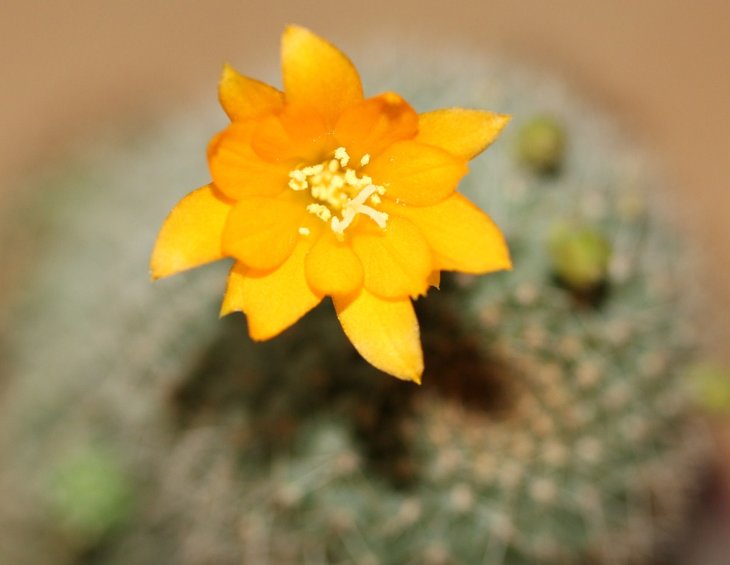 Rebutia sp.
