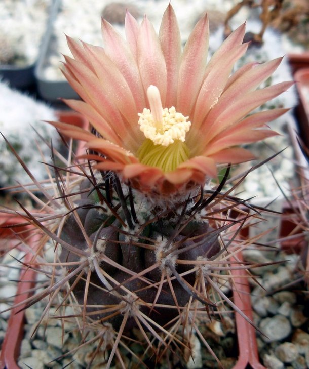 Pyrrocactus bisi
