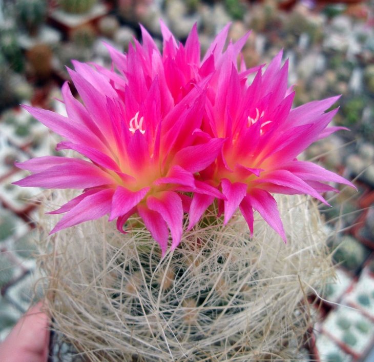 Neoporteria senilis