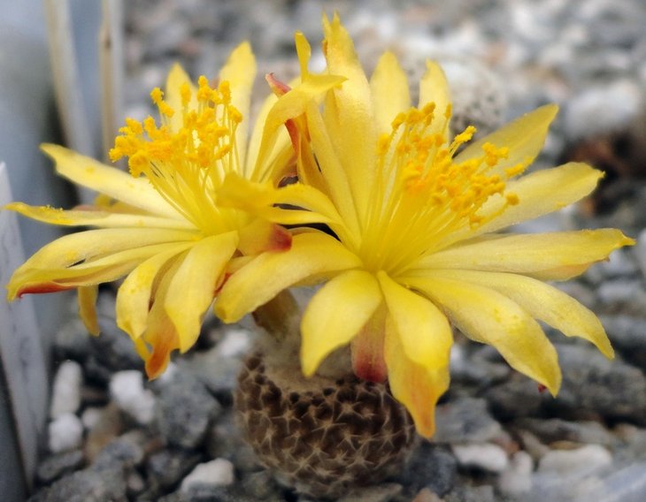 Copiapoa laui