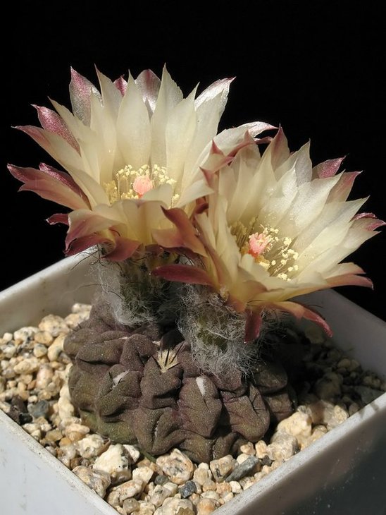 Eriosyse (Neochilenia) occulta