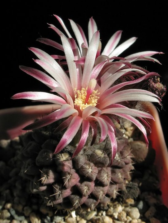 Eriosyse (Neochilenia) esmeraldana