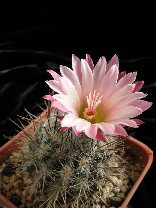 Pyrrhocactus floccosus