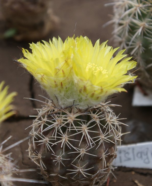 Eriosyse (Islaya) islayensis