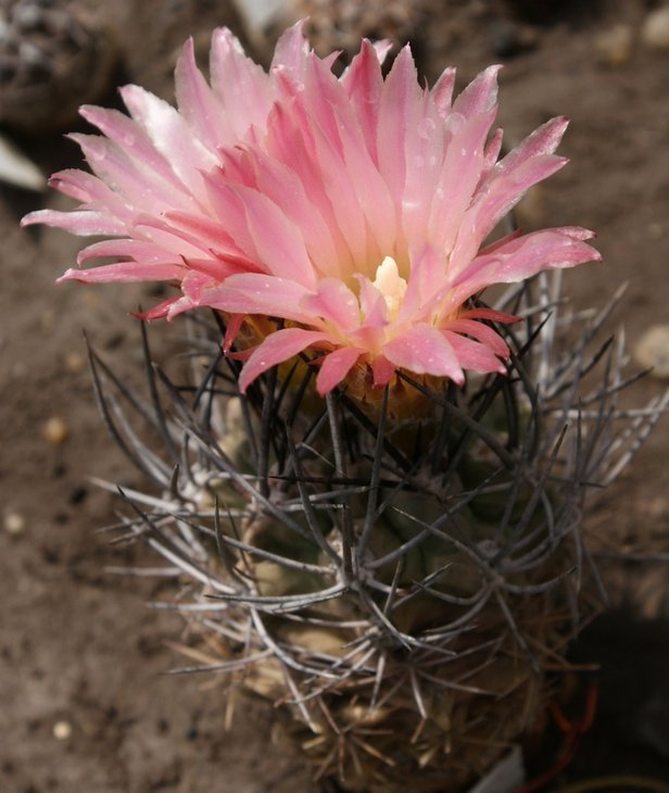 Pyrrhocactus vallenarensis
