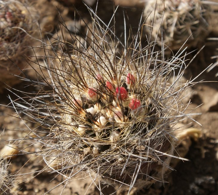 Eriosyse (Neoporteria) villosa