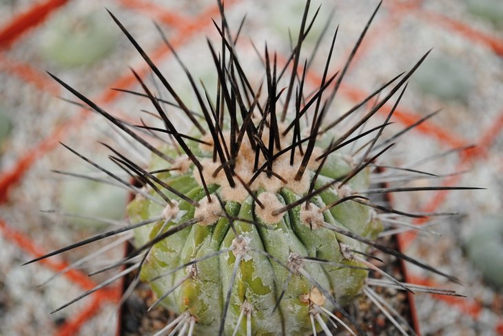 Copiapoa cinerea var. columna-alba
