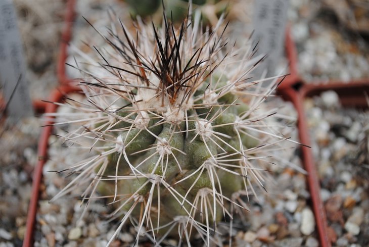 Copiapoa krainziana