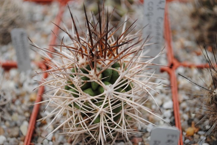 Copiapoa coquimbana
