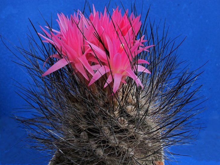 Neoporteria villosa