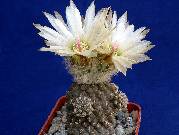 Neochilenia napina
