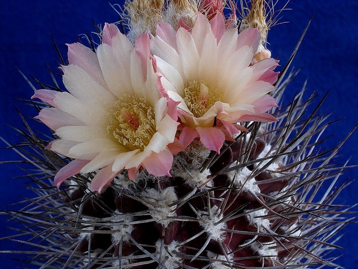 Neochilenia floccosa