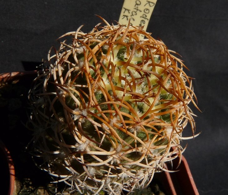 Rodentiophila atacamensis KK 1309