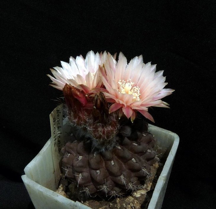 Neochilenia occulta