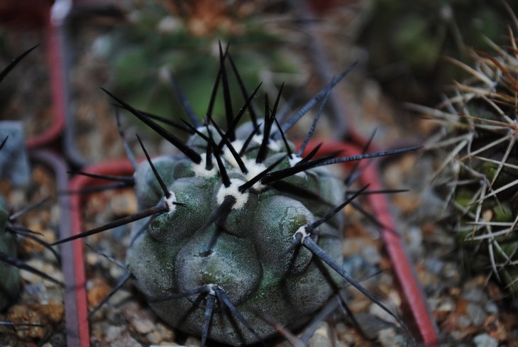 COPIAPOA cinerea