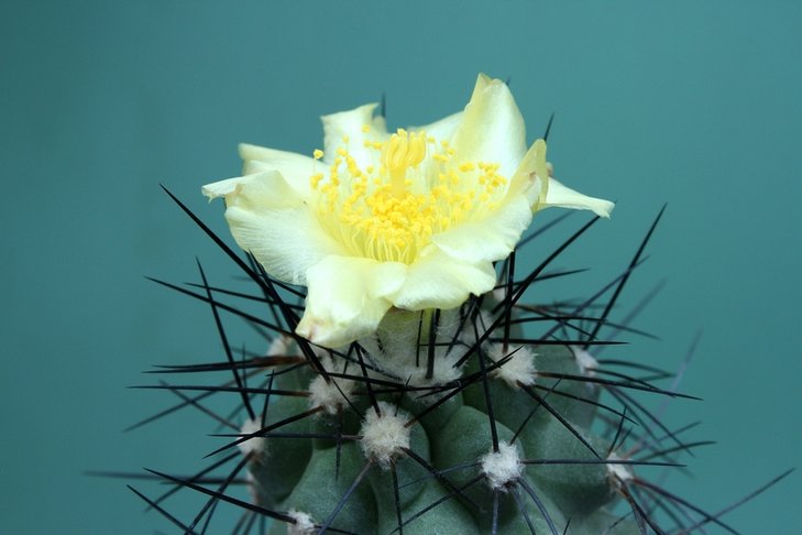 Copiapoa grandiflora