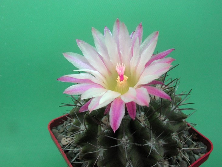 Neochilenia wagenknechtii