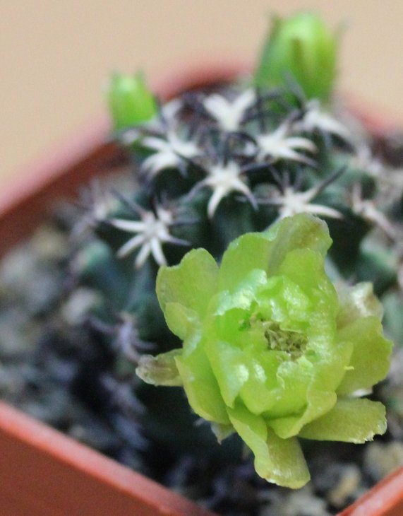 Echinocereus davisii brevispinus