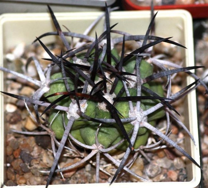 Сopiapoa wagenknechtii