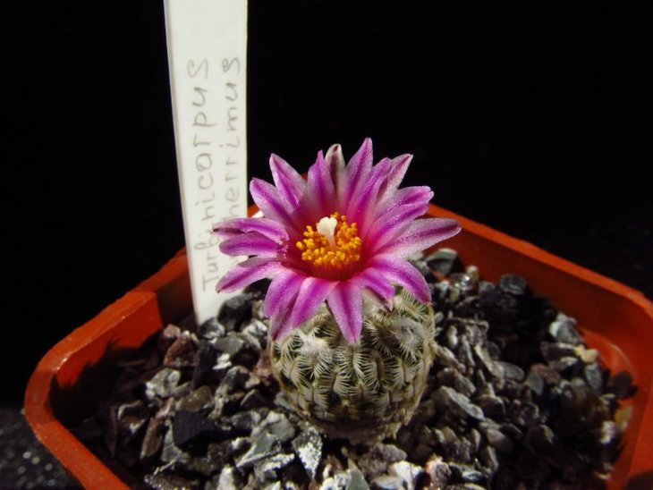 Turbinicarpus pulcherrimus