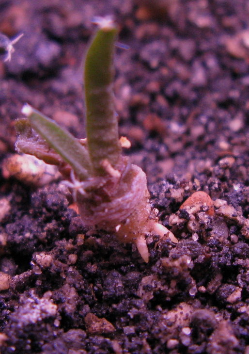 A.retusus LH-437.jpg