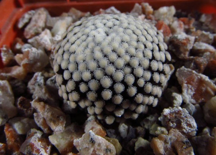 Mammillaria luethyi