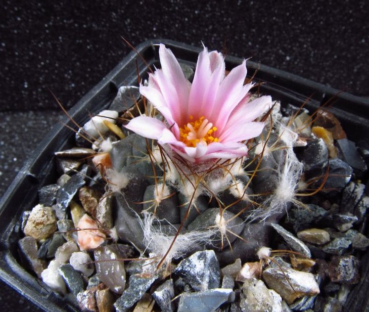 Turbinicarpus laui