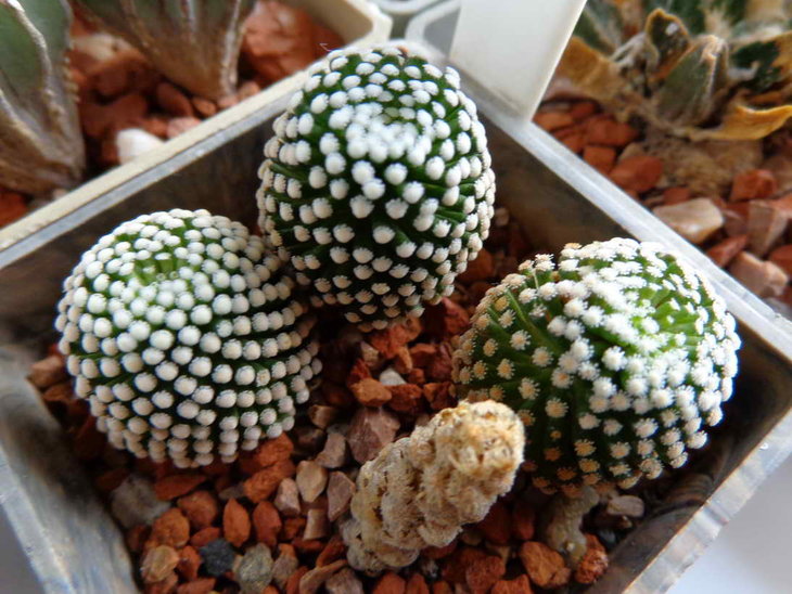 Mammillaria luthii.JPG