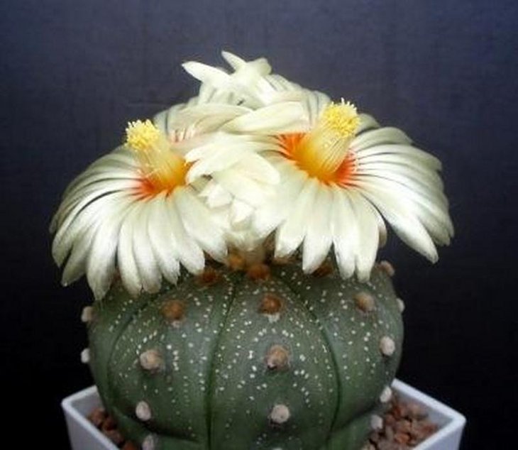 Astrophytum asterias