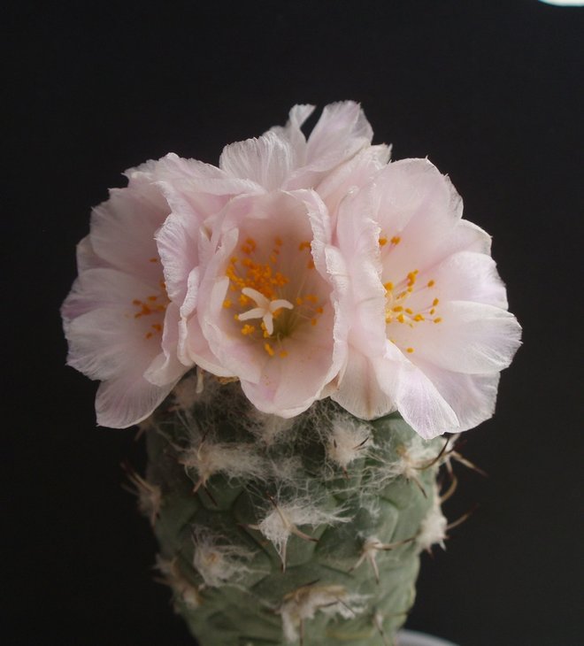 Turbinicarpus lophophoroides