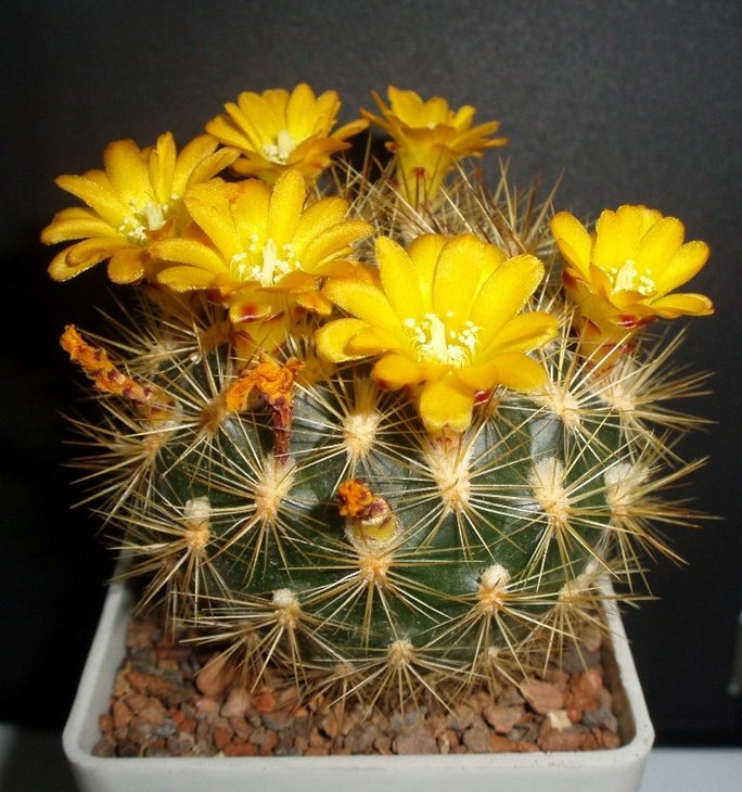 Weingartia riograndensis