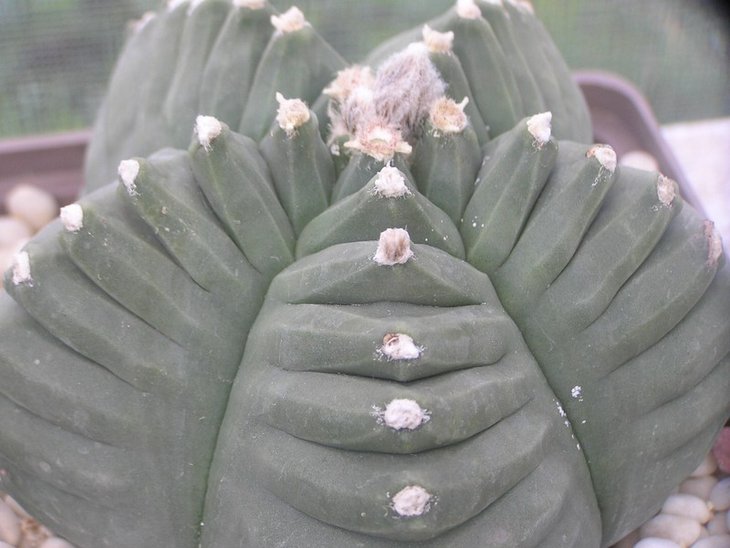 Astrophytum myriostigma cv.'Kikko'