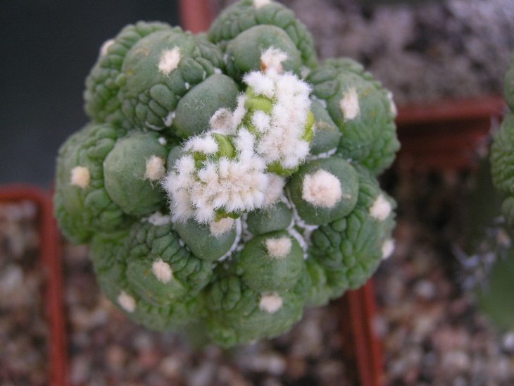 Astrophytum asterias cv. 'Lizard skin'