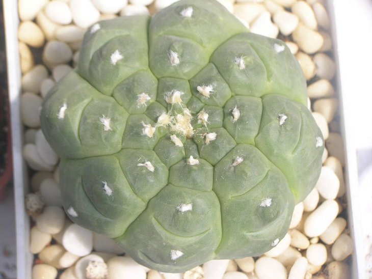 Astrophytum asterias cv.'Kikko'